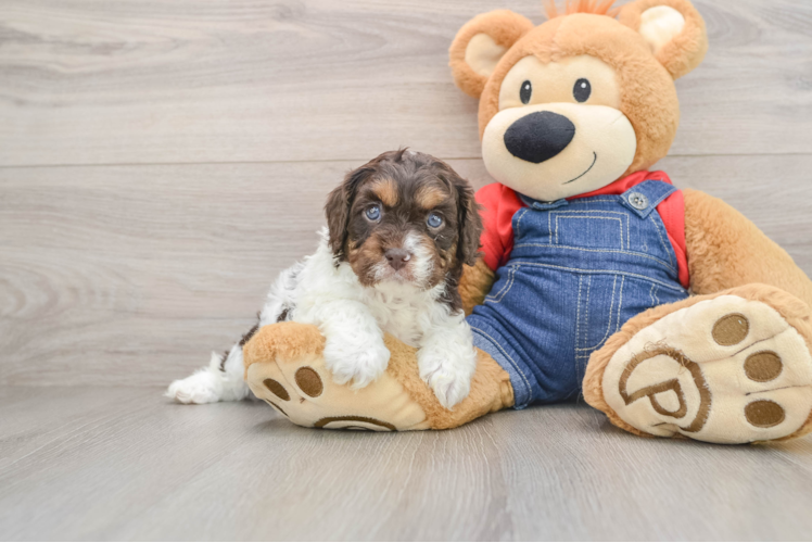 Friendly Cavapoo Baby