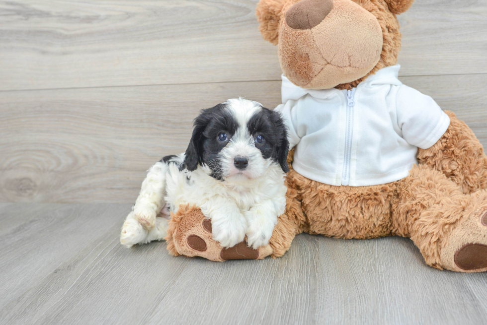 Cavapoo Pup Being Cute