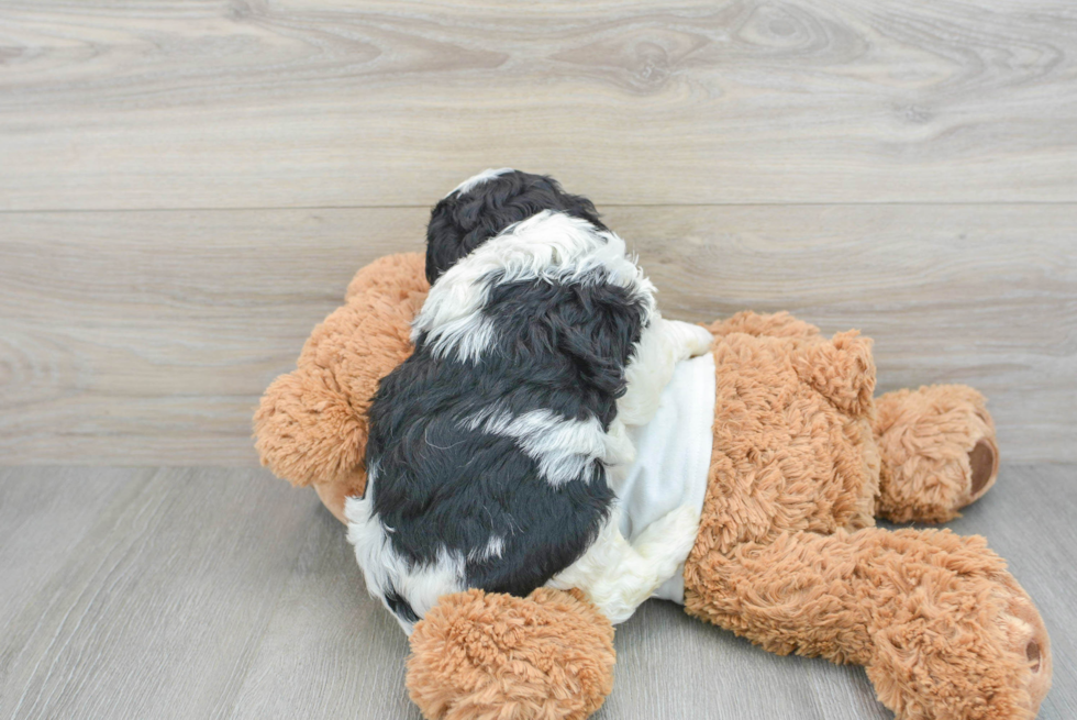 Cavapoo Pup Being Cute