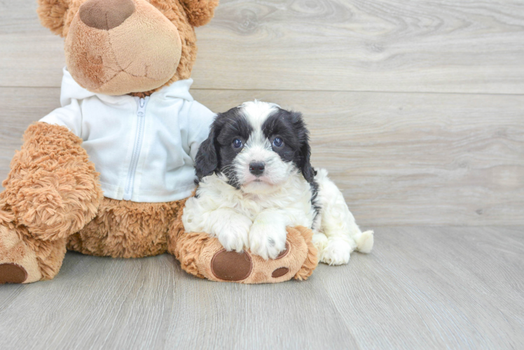 Cavapoo Pup Being Cute