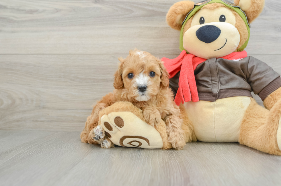 6 week old Cavapoo Puppy For Sale - Lone Star Pups