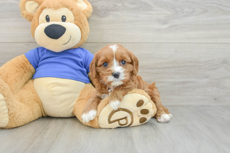 5 week old Cavapoo Puppy For Sale - Lone Star Pups