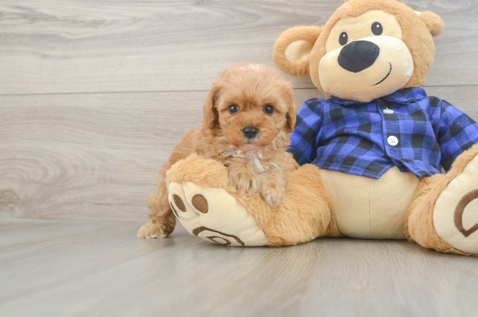 7 week old Cavapoo Puppy For Sale - Lone Star Pups