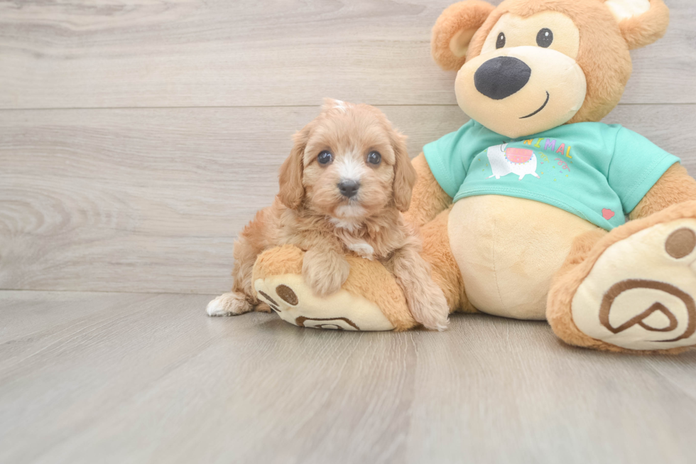 Hypoallergenic Cavadoodle Poodle Mix Puppy