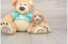 Small Cavapoo Baby