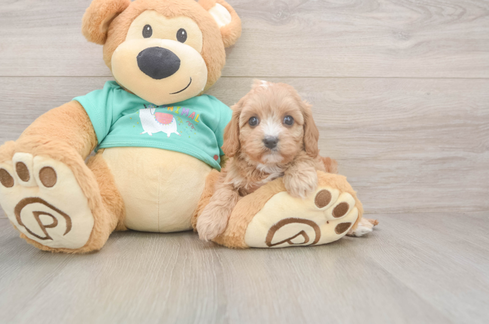 6 week old Cavapoo Puppy For Sale - Lone Star Pups