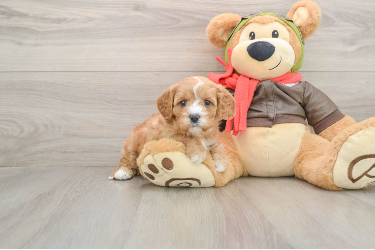Hypoallergenic Cavadoodle Poodle Mix Puppy
