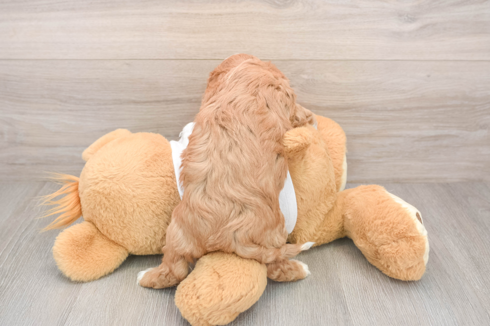 Energetic Cavoodle Poodle Mix Puppy