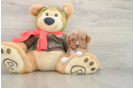 Happy Cavapoo Baby
