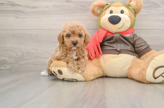 Cavapoo Puppy for Adoption