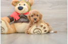 Playful Cavapoodle Poodle Mix Puppy