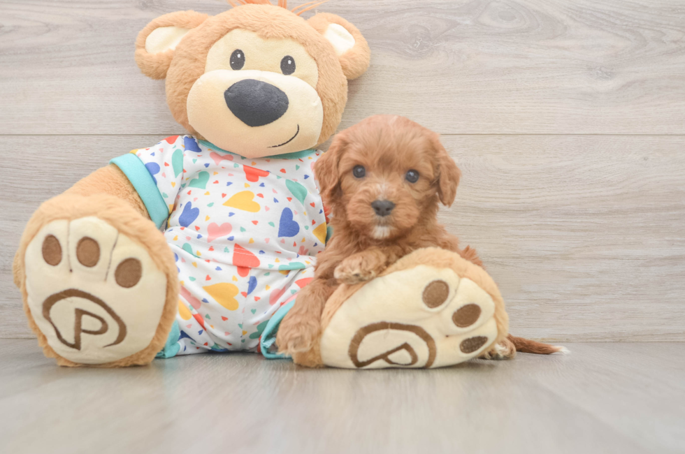 6 week old Cavapoo Puppy For Sale - Lone Star Pups