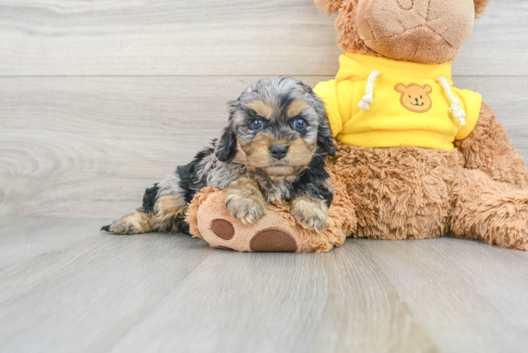 Cavapoo Pup Being Cute