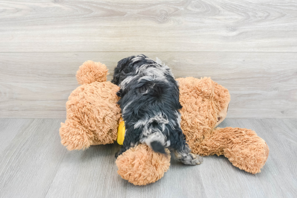 Little Cavoodle Poodle Mix Puppy