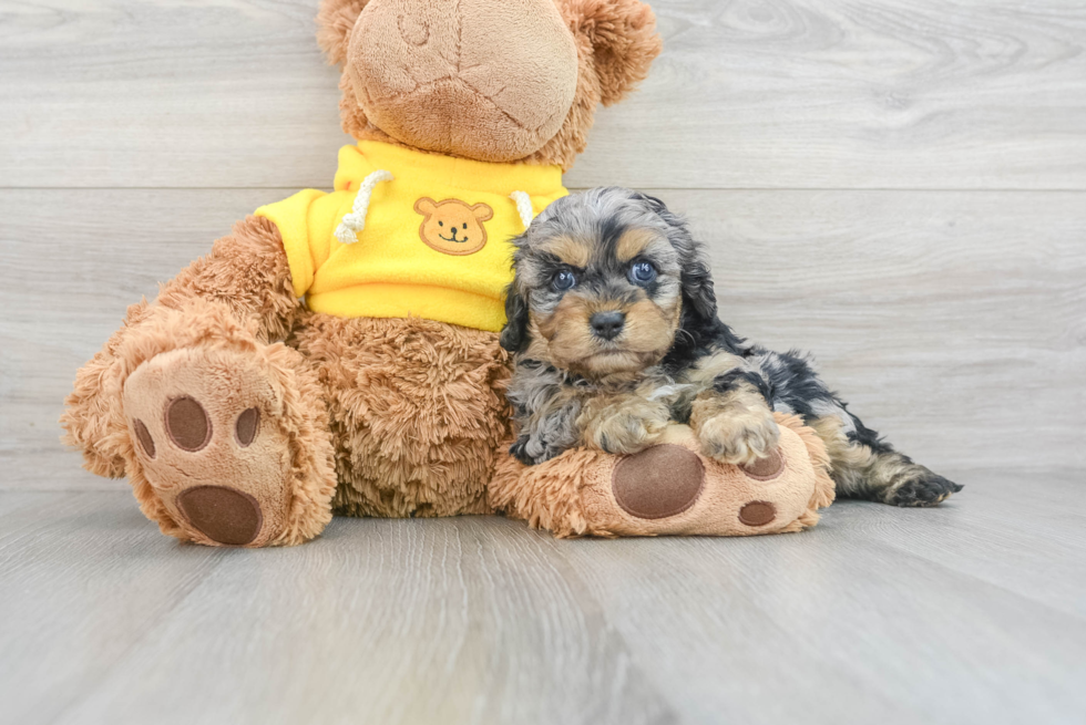 Best Cavapoo Baby