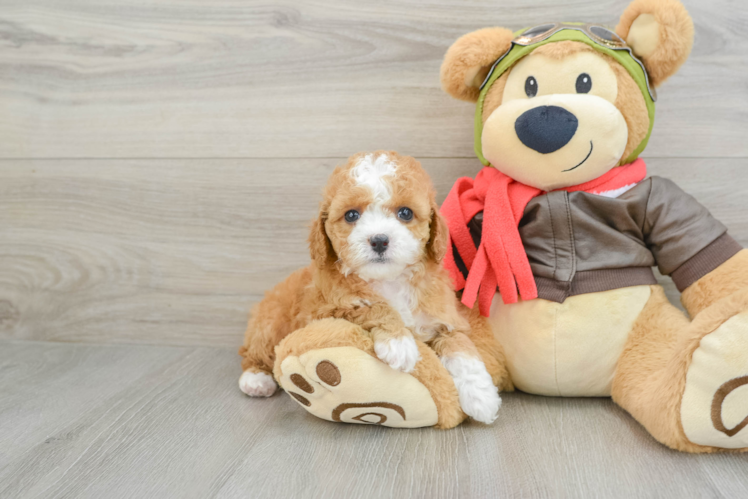 Best Cavapoo Baby