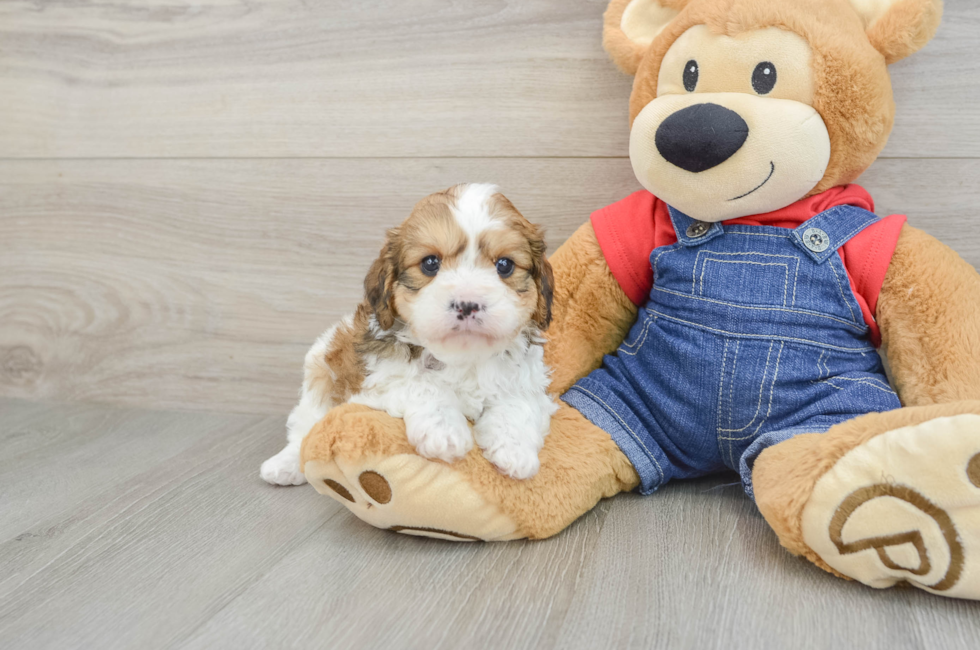 6 week old Cavapoo Puppy For Sale - Lone Star Pups