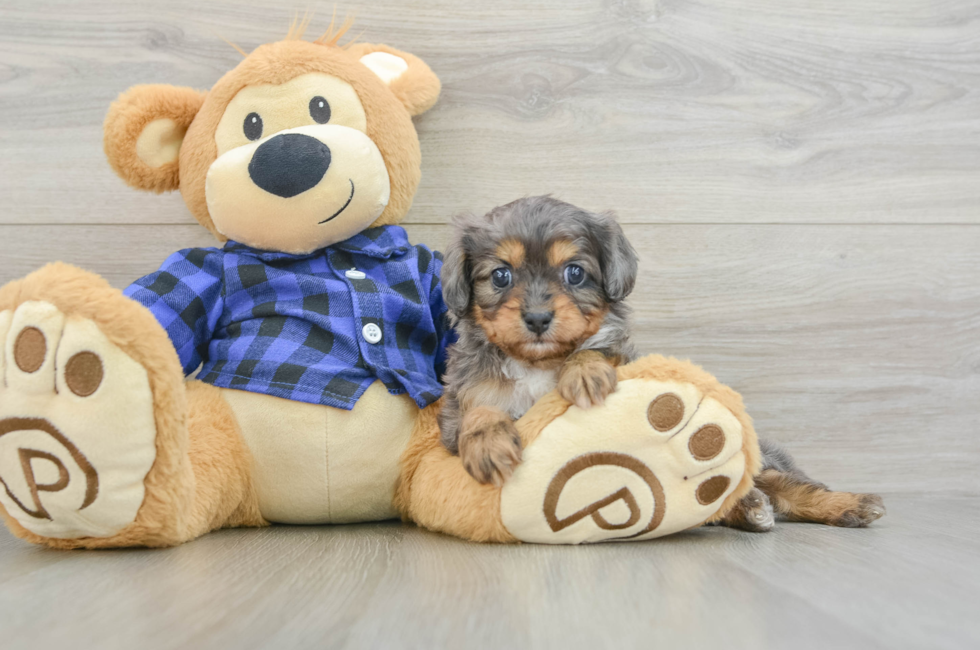 6 week old Cavapoo Puppy For Sale - Lone Star Pups