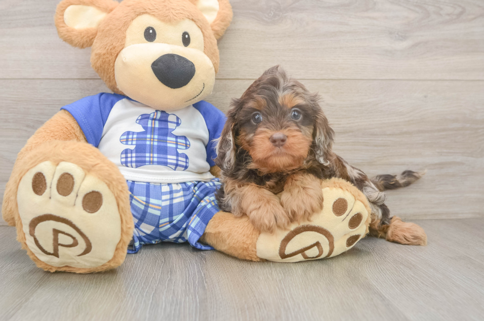 5 week old Cavapoo Puppy For Sale - Lone Star Pups
