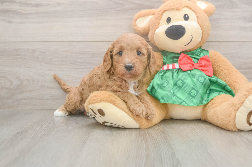 5 week old Cavapoo Puppy For Sale - Lone Star Pups