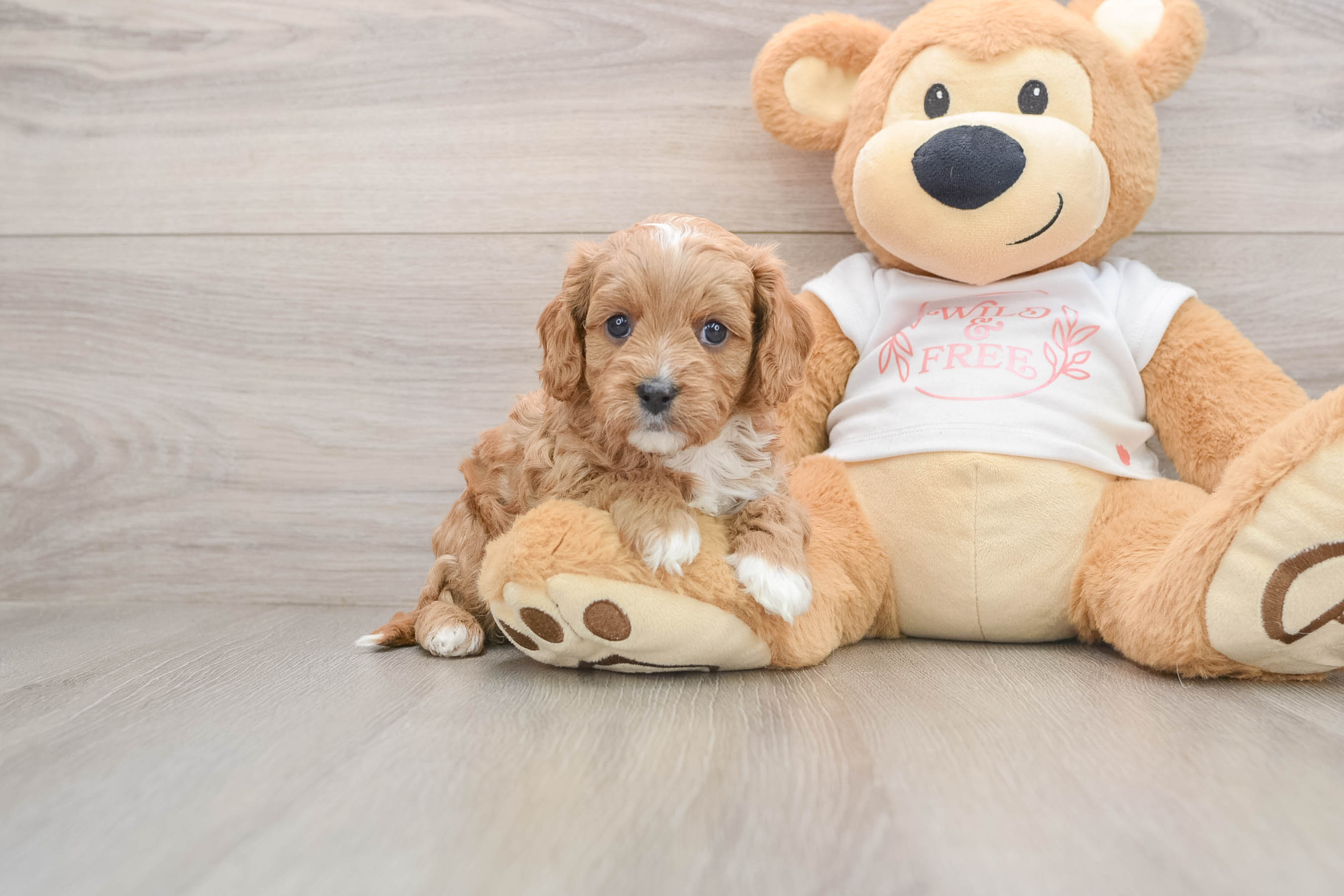 Small Cavapoo Baby