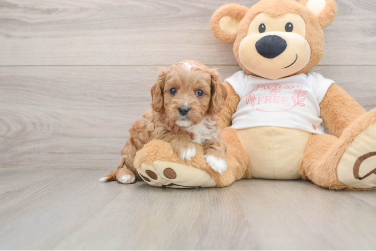 Small Cavapoo Baby