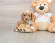8 week old Cavapoo Puppy For Sale - Lone Star Pups
