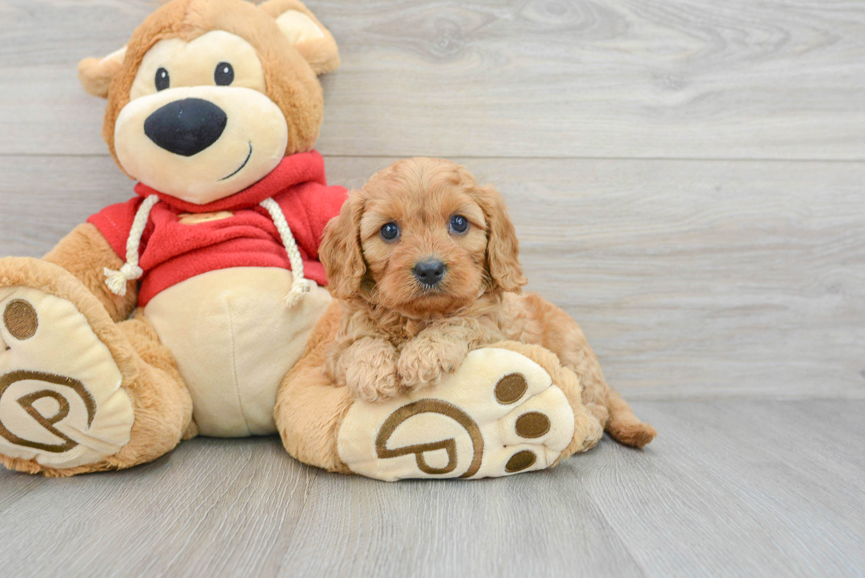 Cavapoo Puppy for Adoption