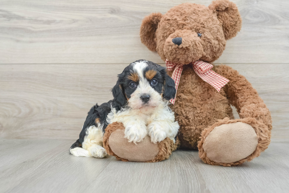 Cavapoo Puppy for Adoption