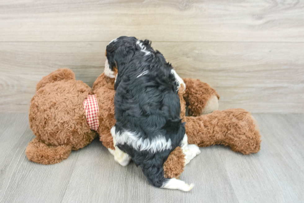 Hypoallergenic Cavadoodle Poodle Mix Puppy