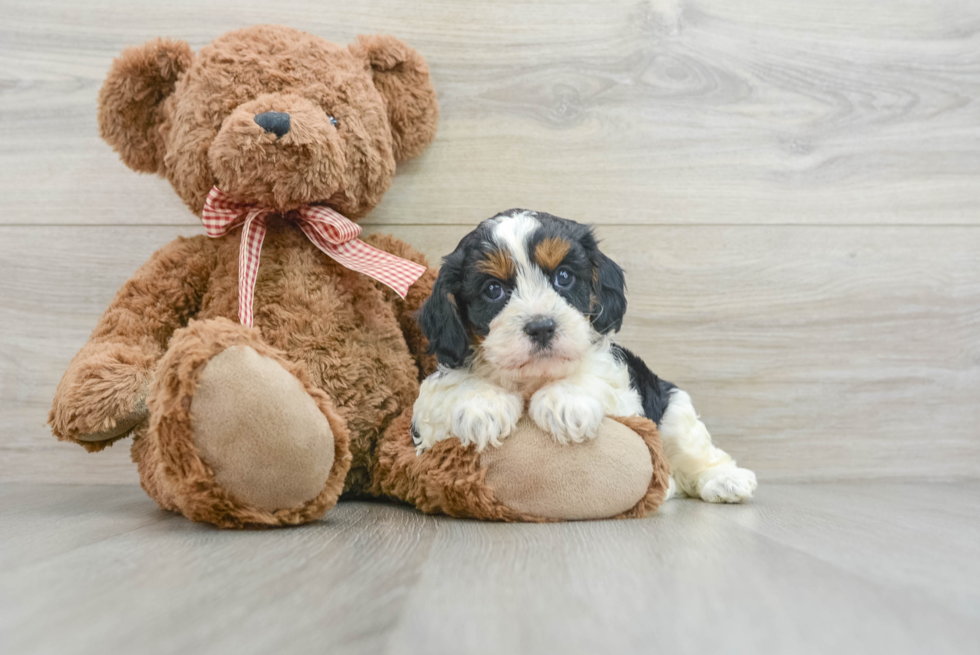 Cavapoo Puppy for Adoption