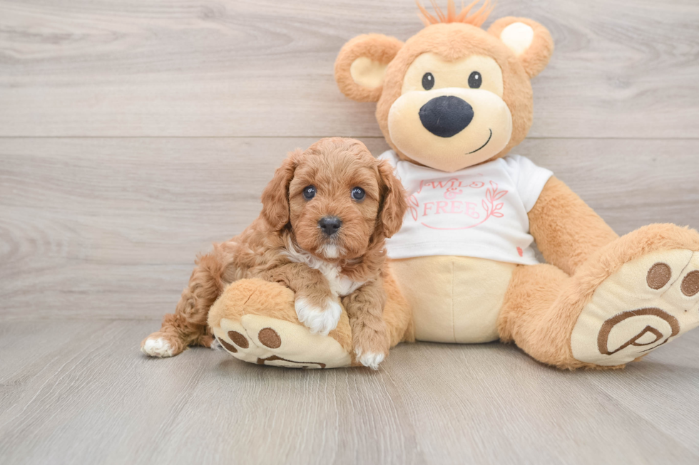 Hypoallergenic Cavadoodle Poodle Mix Puppy