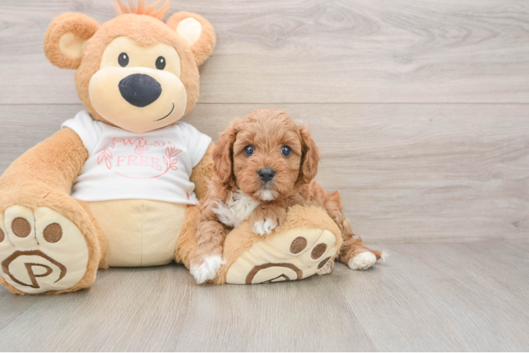 Small Cavapoo Baby