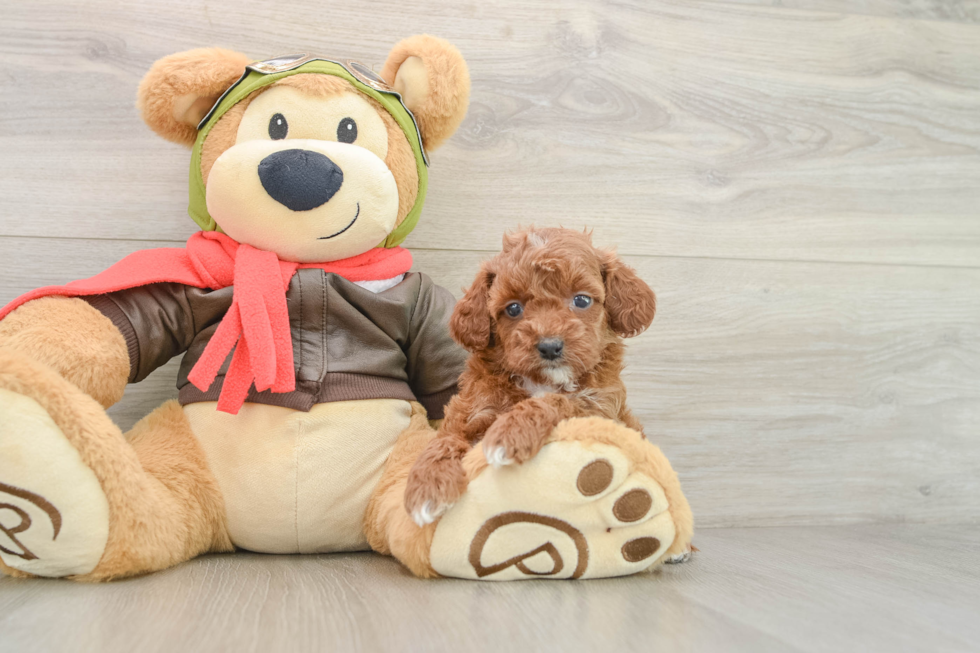 Cavapoo Puppy for Adoption