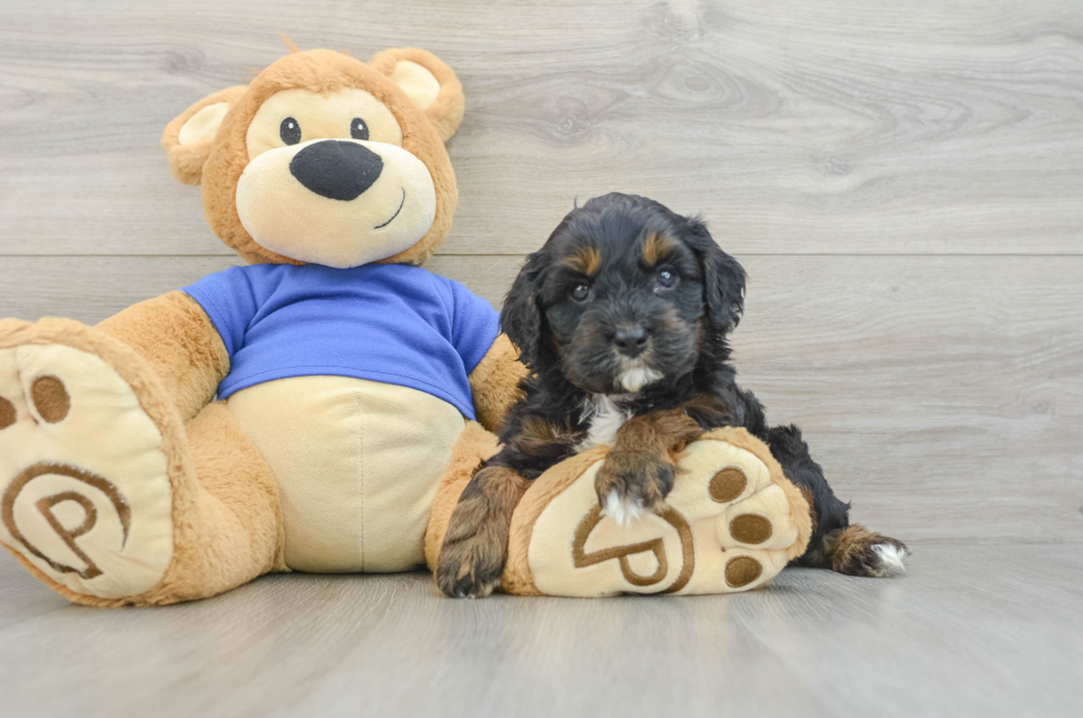 5 week old Cavapoo Puppy For Sale - Lone Star Pups