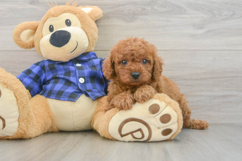 7 week old Cavapoo Puppy For Sale - Lone Star Pups