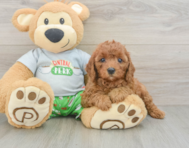 8 week old Cavapoo Puppy For Sale - Lone Star Pups