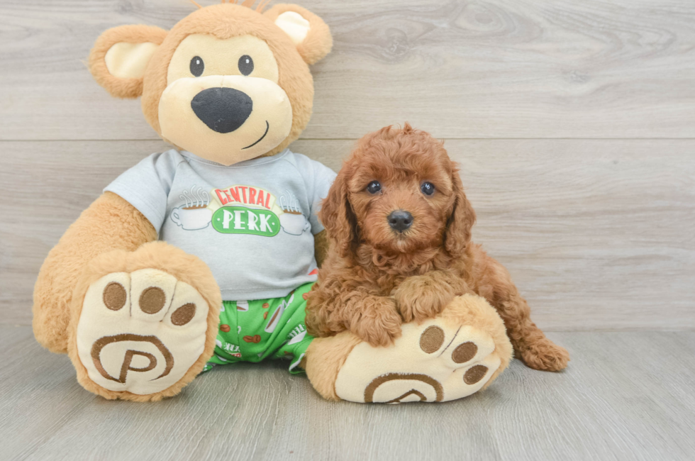 5 week old Cavapoo Puppy For Sale - Lone Star Pups