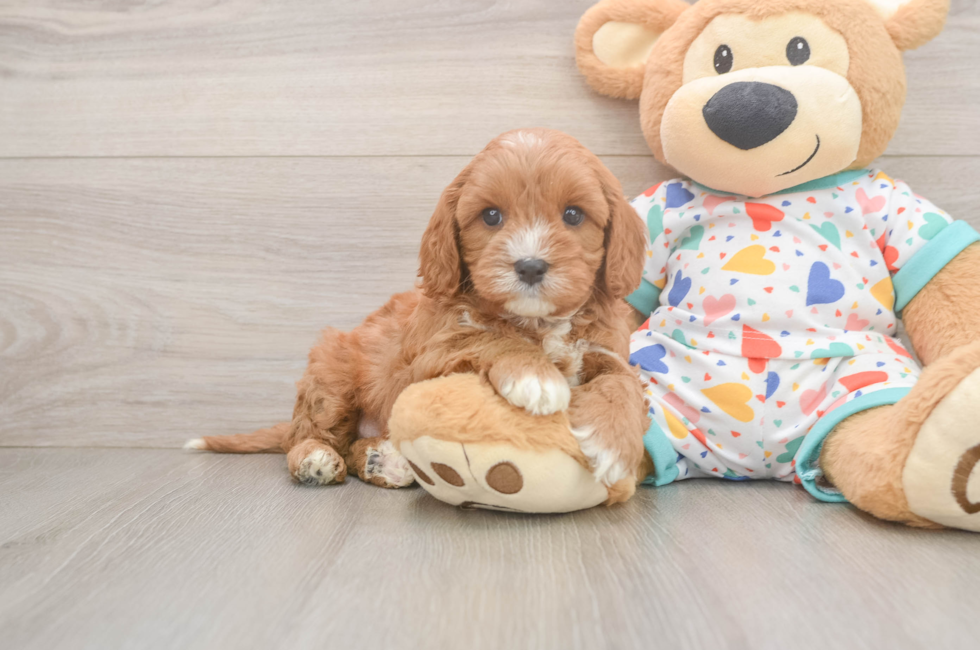 6 week old Cavapoo Puppy For Sale - Lone Star Pups