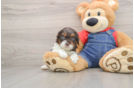 Cavapoo Puppy for Adoption