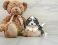 9 week old Cavapoo Puppy For Sale - Lone Star Pups