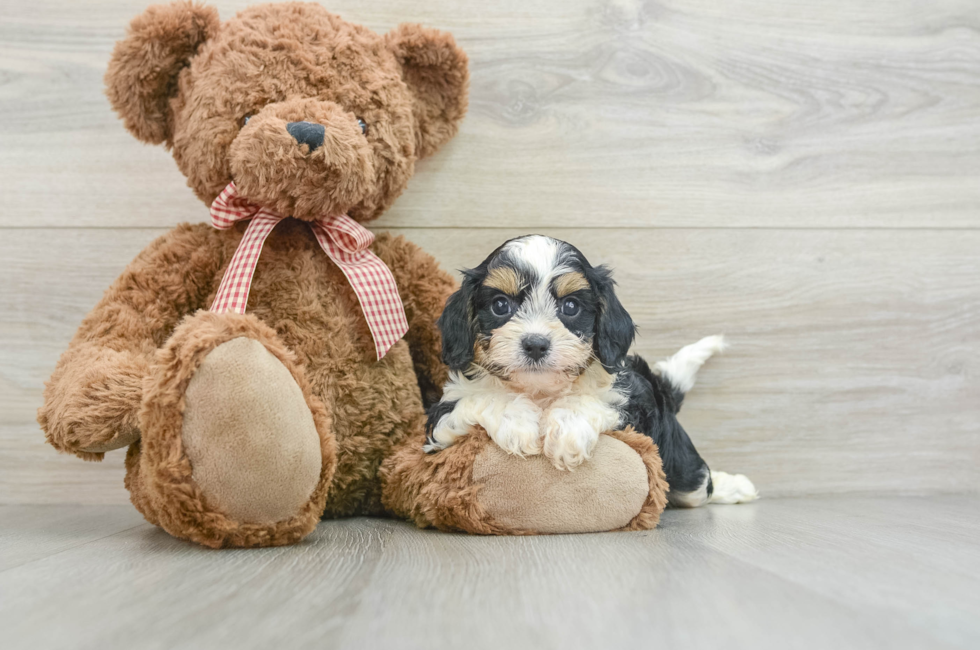 7 week old Cavapoo Puppy For Sale - Lone Star Pups