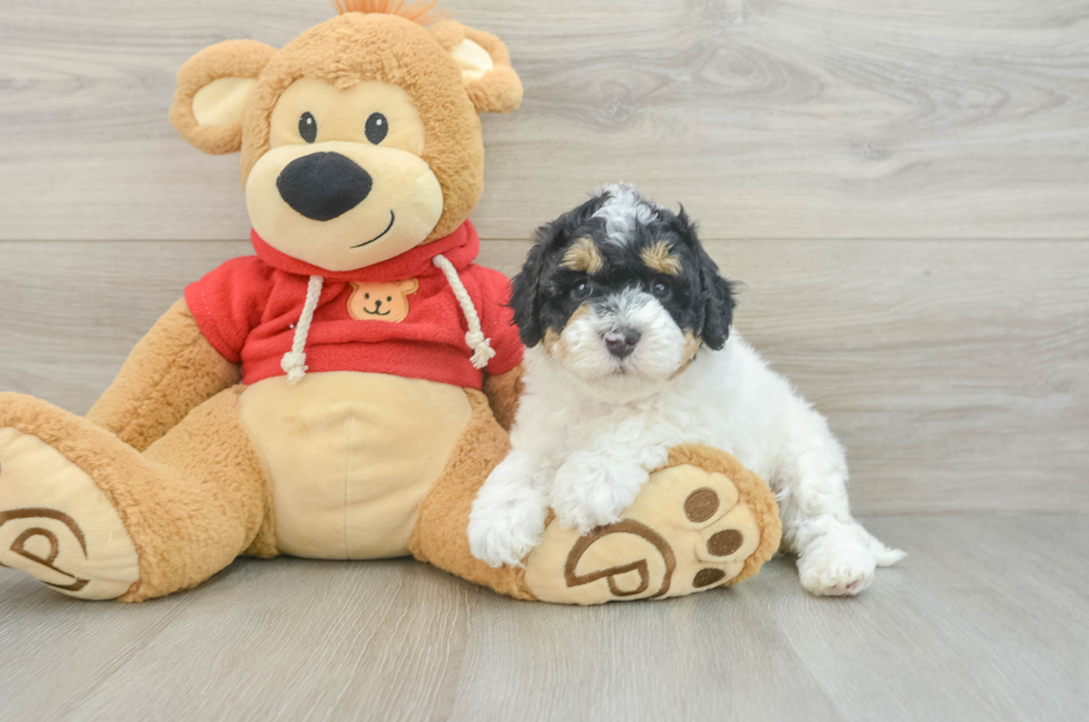 8 week old Cavapoo Puppy For Sale - Lone Star Pups