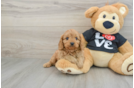 Popular Cavapoo Poodle Mix Pup