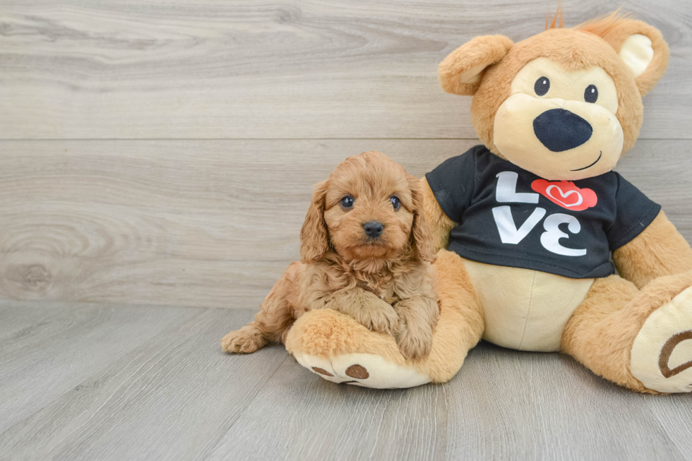 Popular Cavapoo Poodle Mix Pup