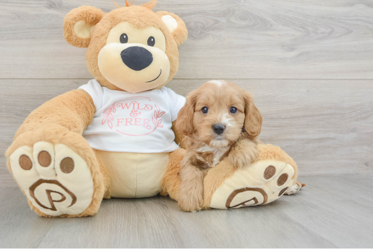 Cavapoo Pup Being Cute