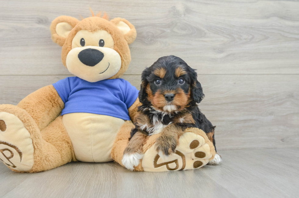 5 week old Cavapoo Puppy For Sale - Lone Star Pups