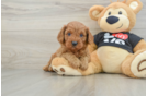 Fluffy Cavapoo Poodle Mix Pup