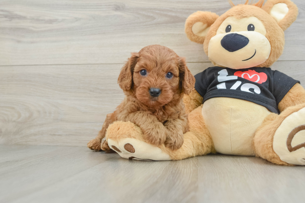 Fluffy Cavapoo Poodle Mix Pup