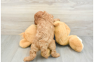 Cavapoo Puppy for Adoption